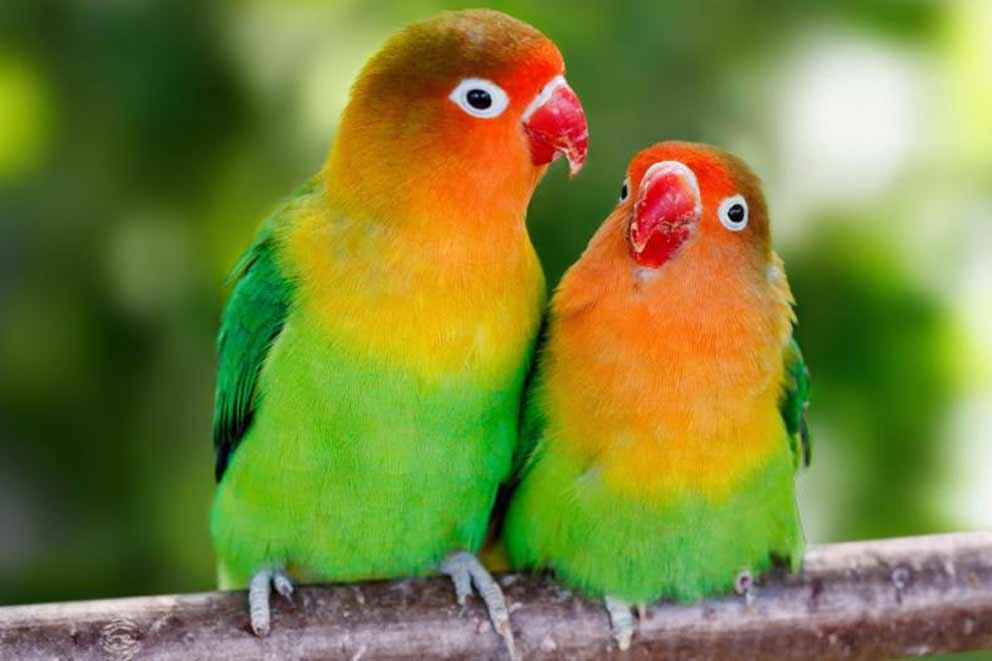 A pair of love birds perched together on a branch.