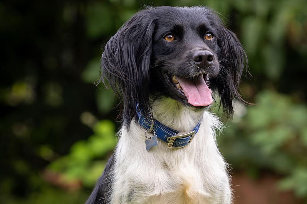 Black and white dog with brown eyes and blue collar looking off camera