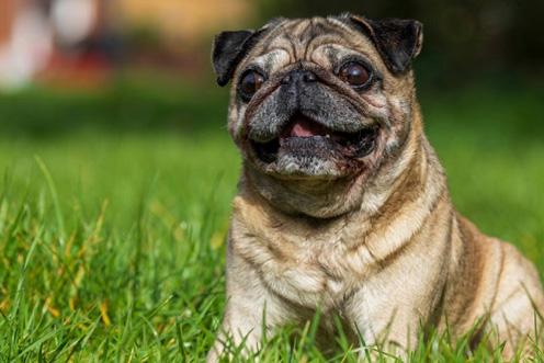 pug sitting amongst the grass