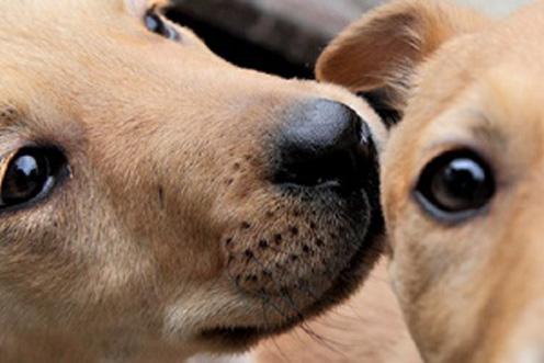 Close up of two golden puppies faces