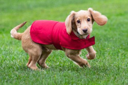 A puppy plays in the grass, he is wearing a red coat