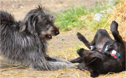 Large scruffy dog playing with small black dog laying on his back