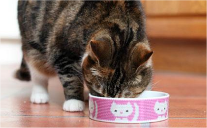 Black and brown cat with white paws eating from small pink bowl with cat design