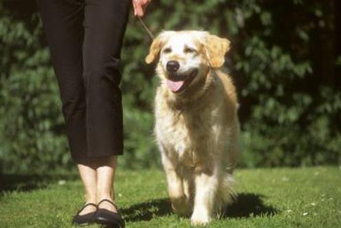 golden dog walking with owner