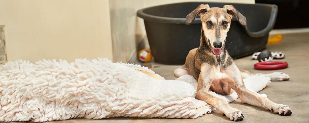 A dog lying on the floor in front of their dog basket and toys.