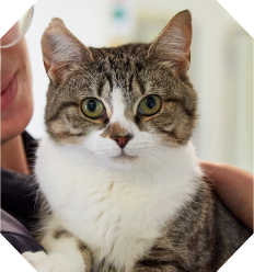 brown and white cat with green eyes