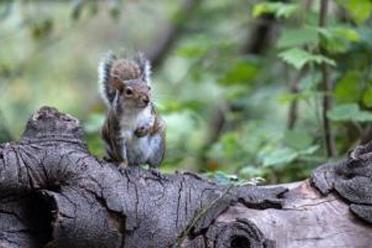 A squirrel sits on a long amongst the green trees