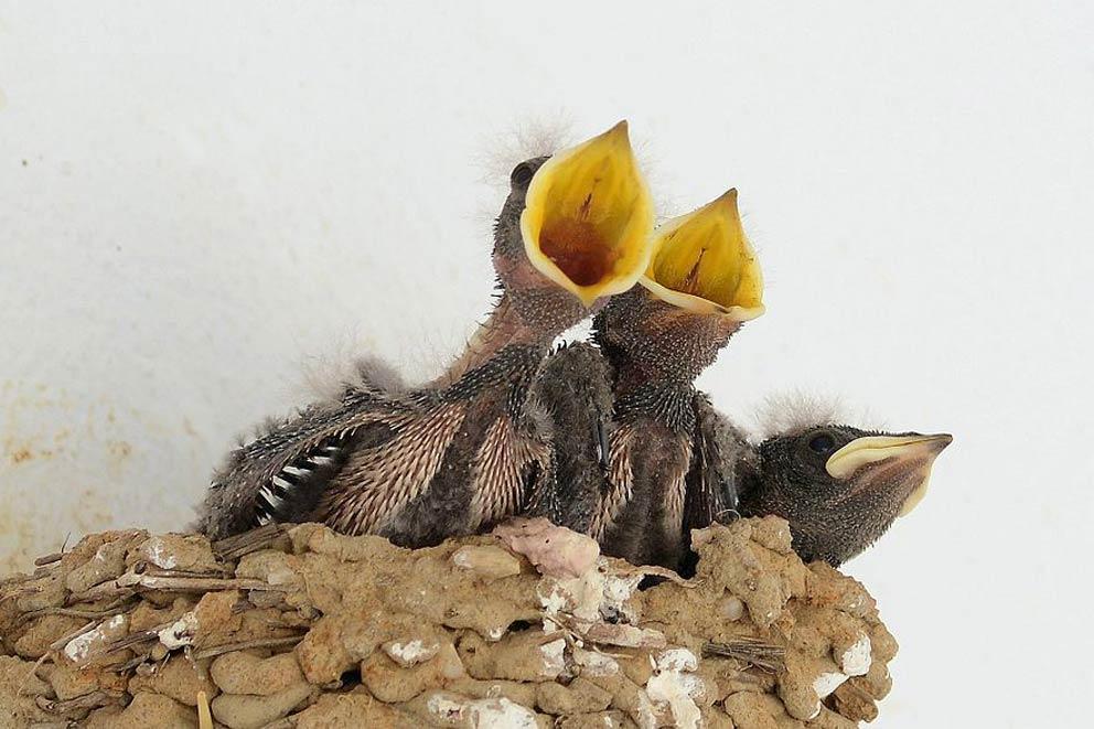 Juvenile Barn Swallows in the nest.