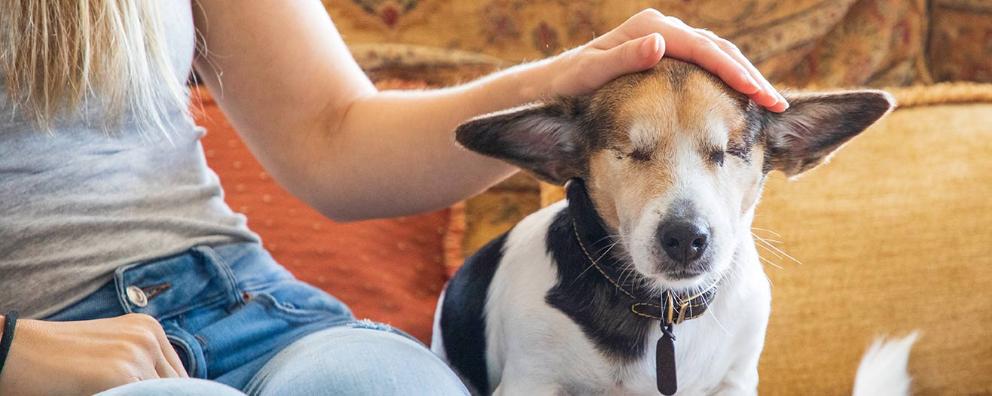 Dog at home with their owner patting their head lovingly.