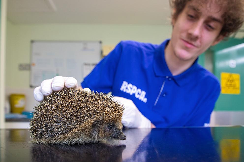 RSPCA animal care assistant checking a hedgehog for injuries.