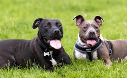 Two dogs looking healthy and happy sitting outside on the grass.