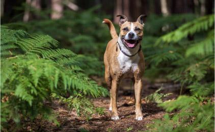 Rescue dog Mabel enjoying a walk out in the countryside.