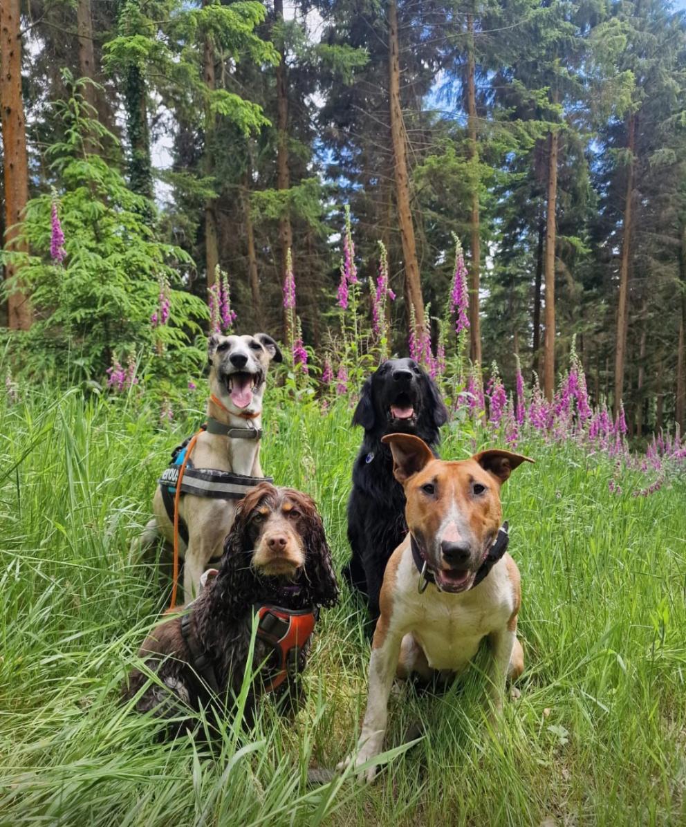 A group of four different breed dogs sitting in long grass.