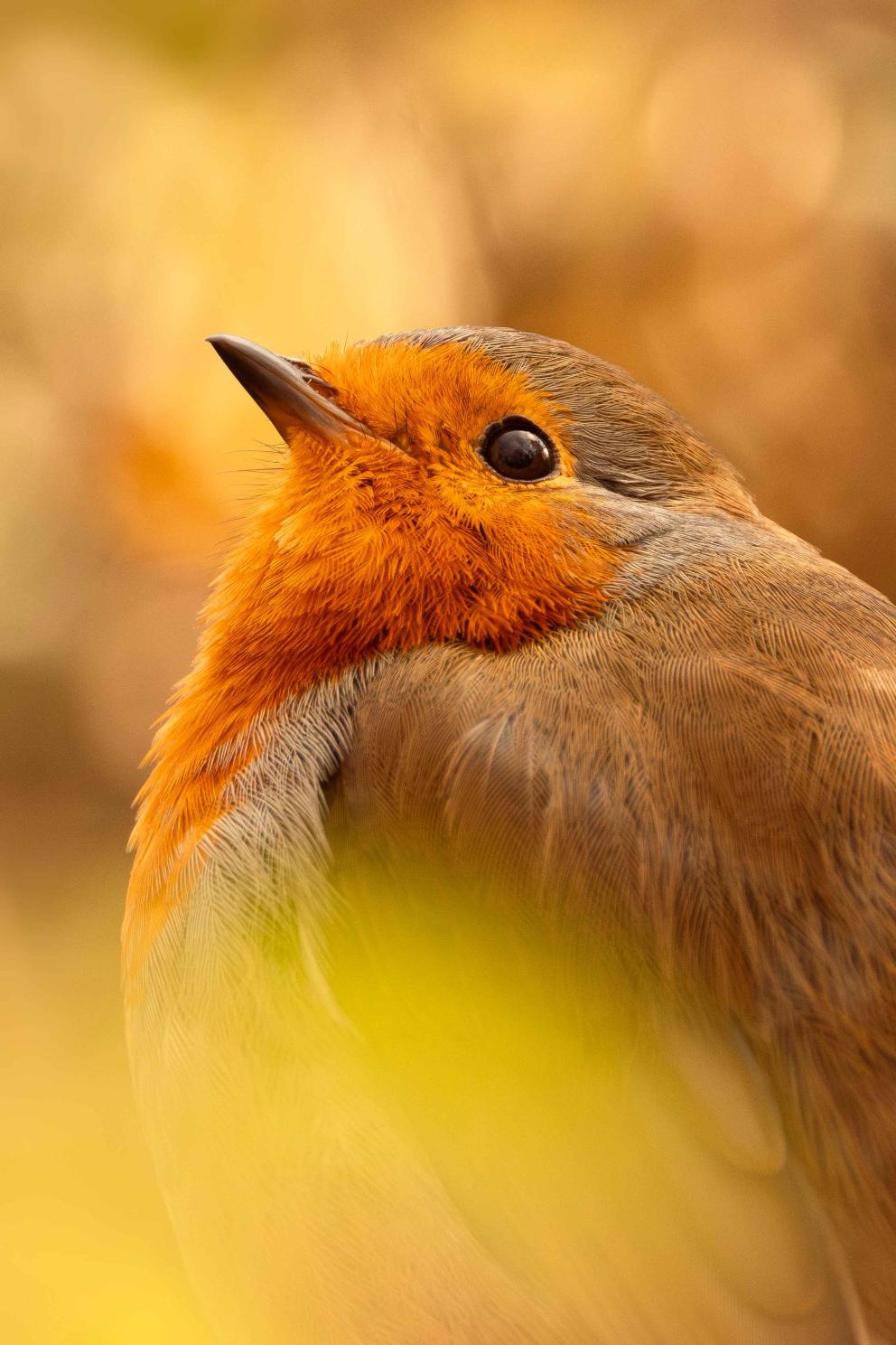 A close-up of a robin.