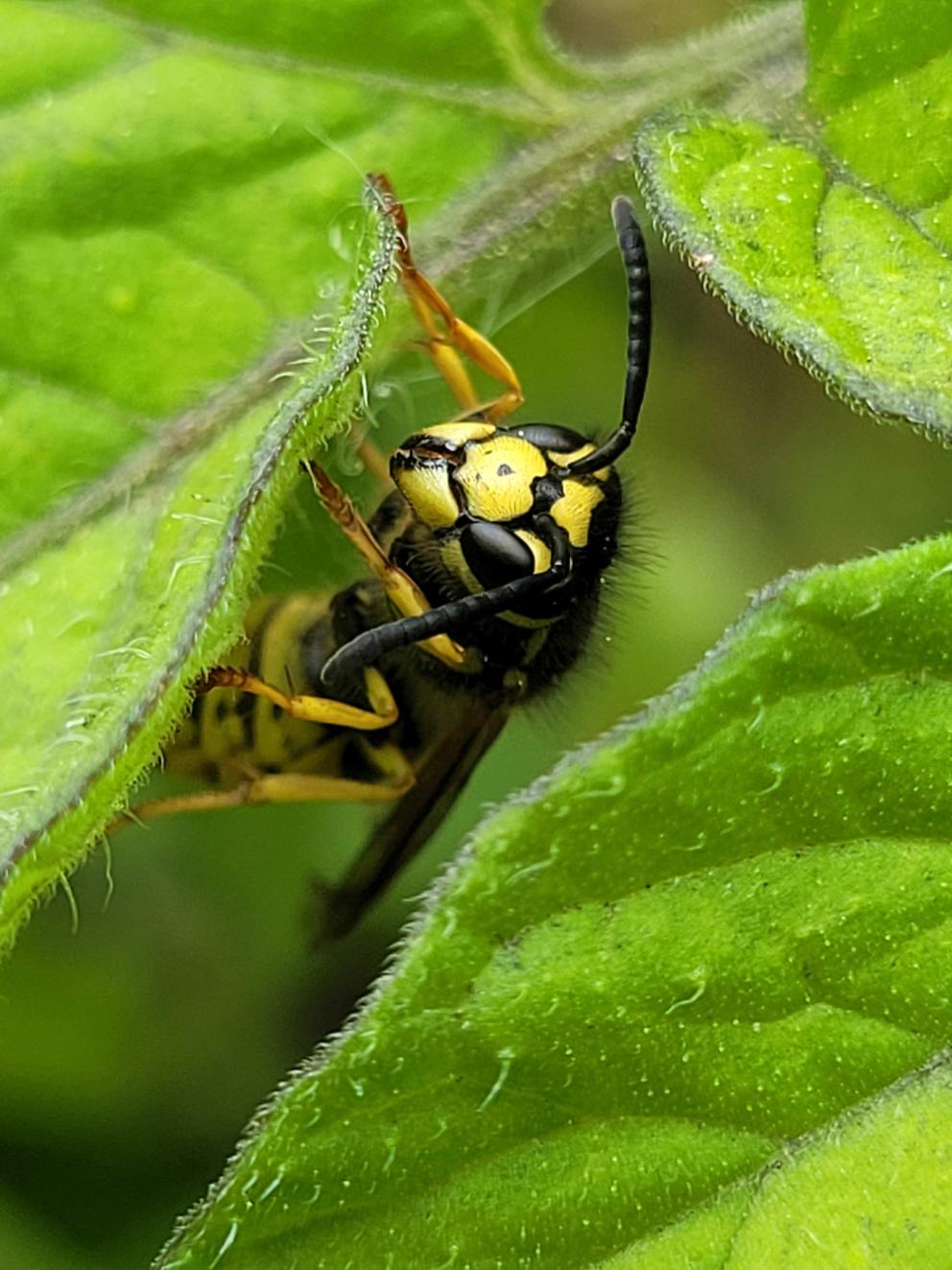 A wasp on the underside of a green leaf.