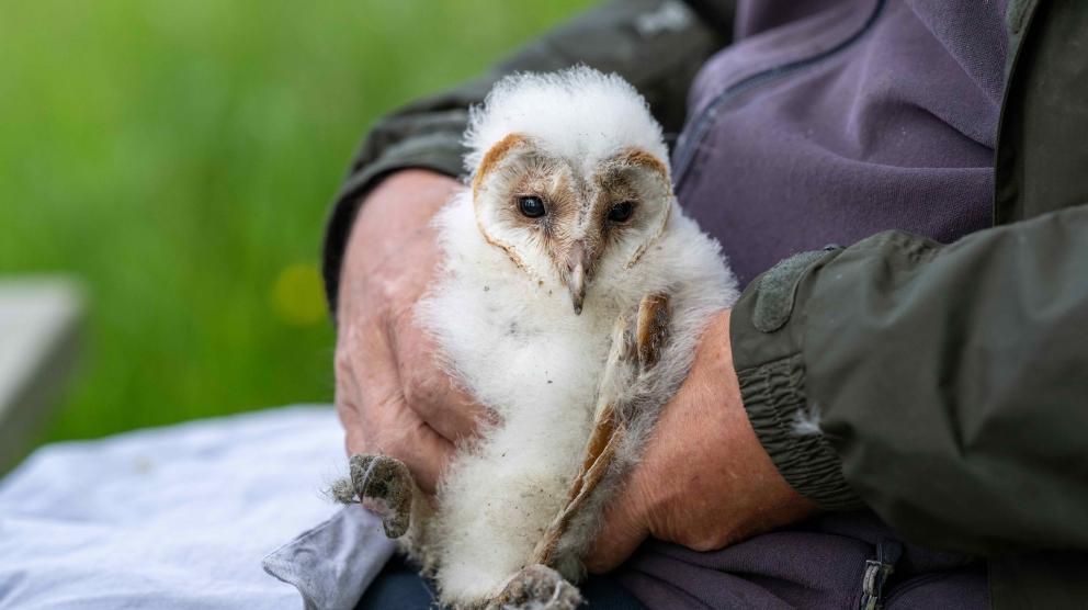 An owlet held by a professional handler.