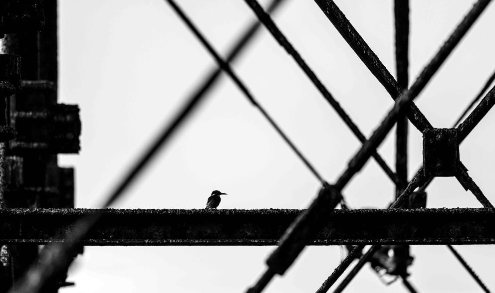 The silhouette of a bird underneath a pier.