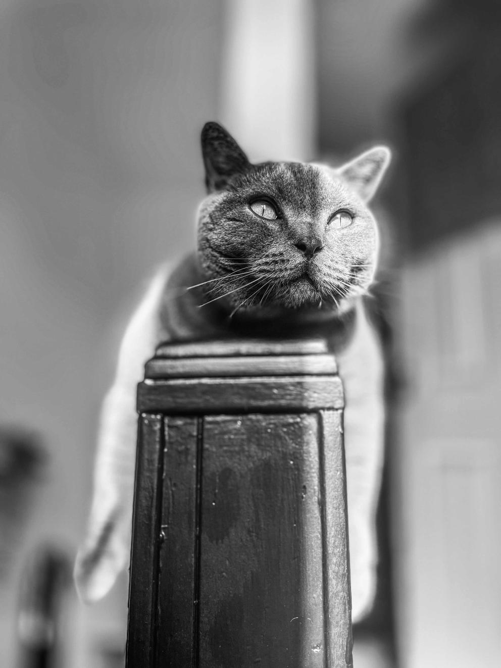 A cat perched on the bannister at the top of the stairs staring out.