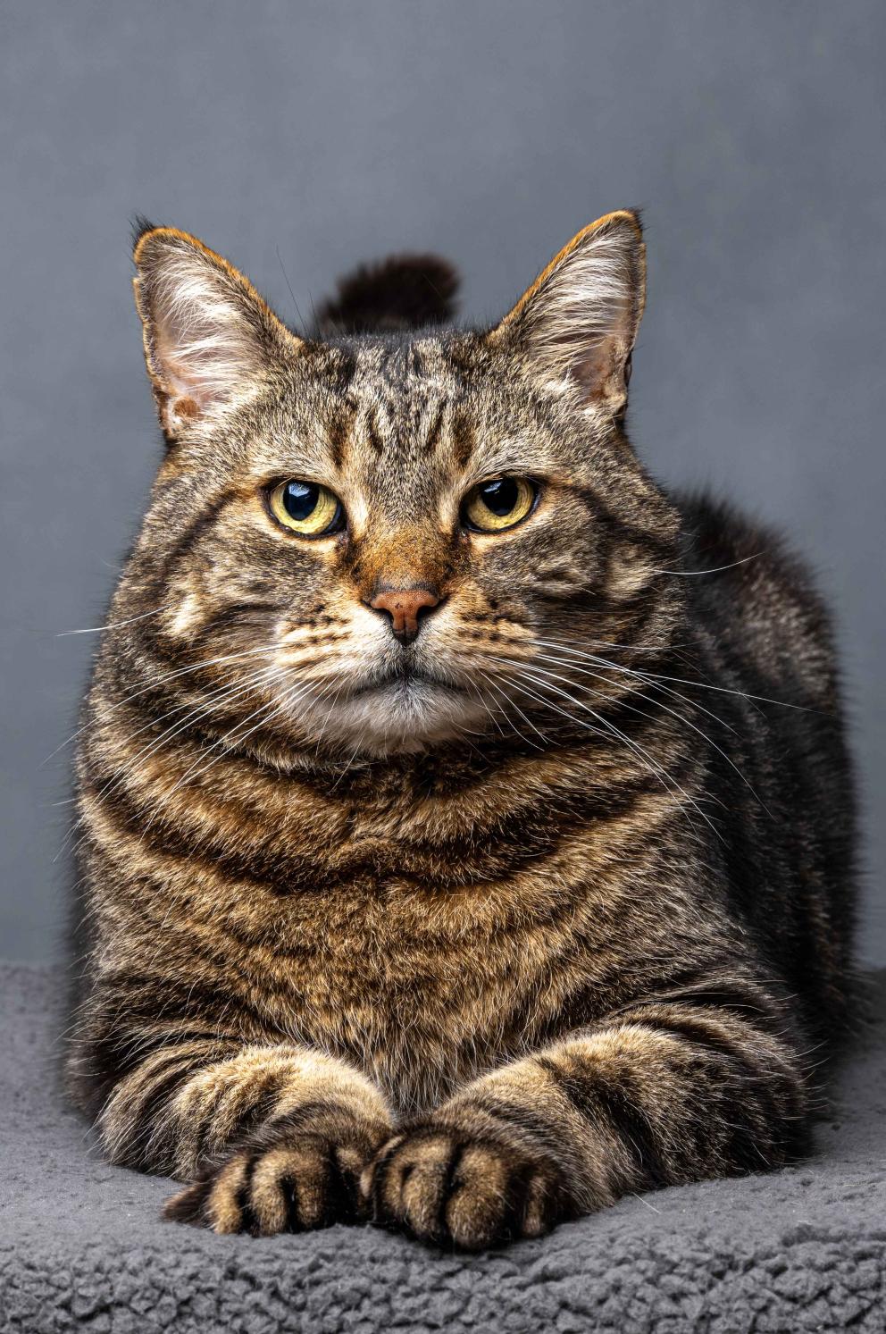 A cat lying on their front over their paws.