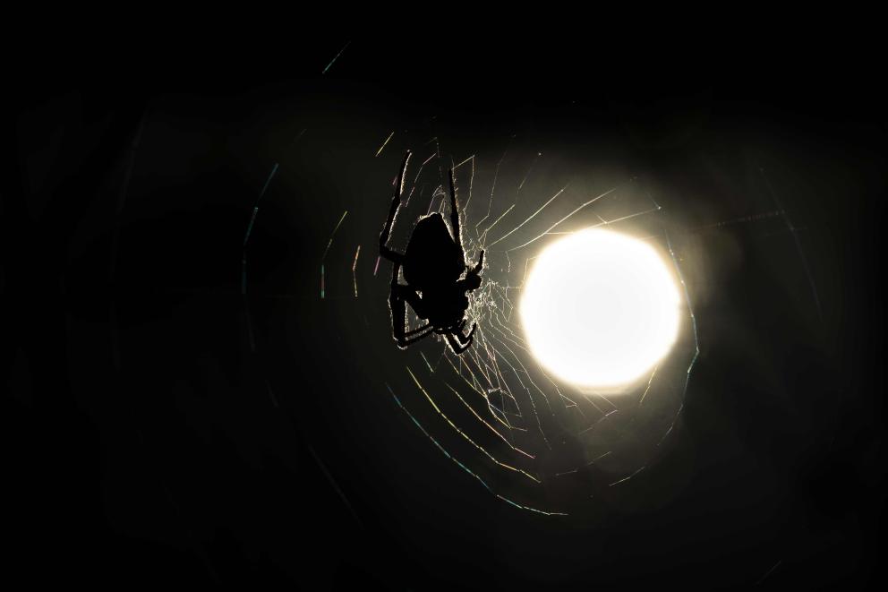 A spider on a large web with a low, rising sun behind.