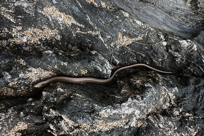 Slow worm moving across the cliff face.