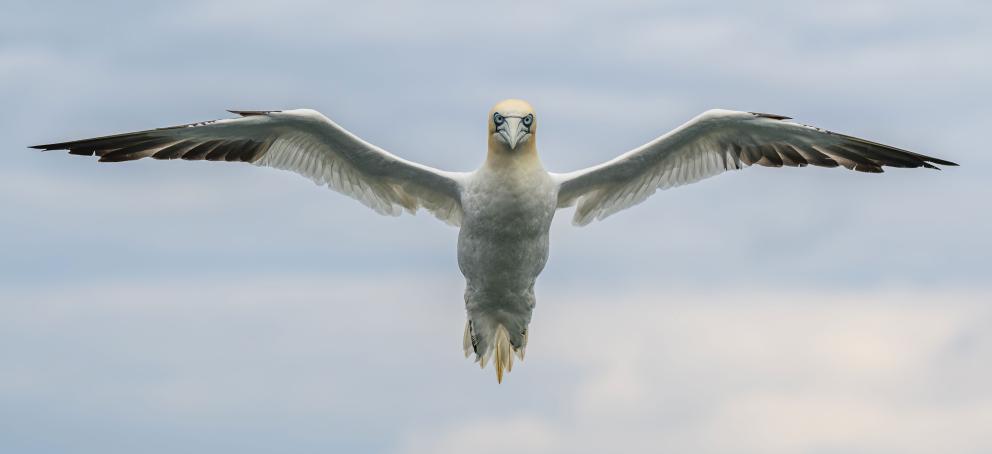 A gannet with wings outstretched in the air.