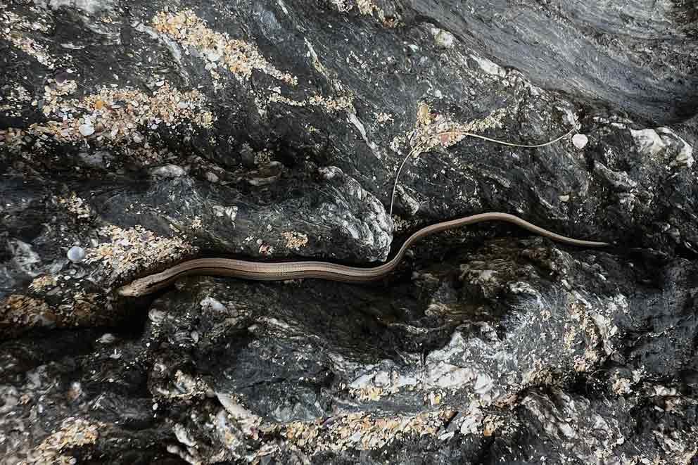 A slow worm crawling across the rocks.