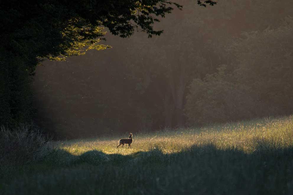 A lone deer in the early morning sunshine.