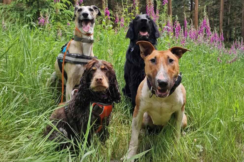 A group of four different breed dogs sitting in long grass.