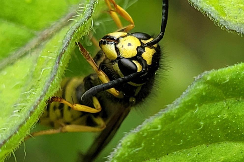 A wasp on the underside of a green leaf.