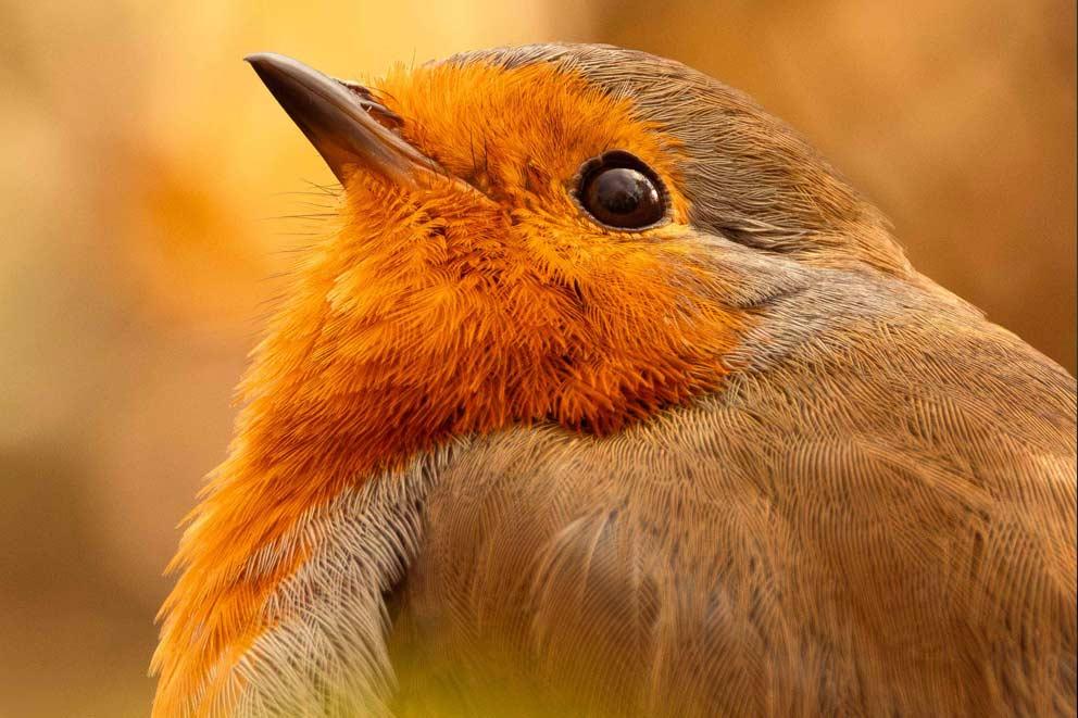 A close-up of a robin.