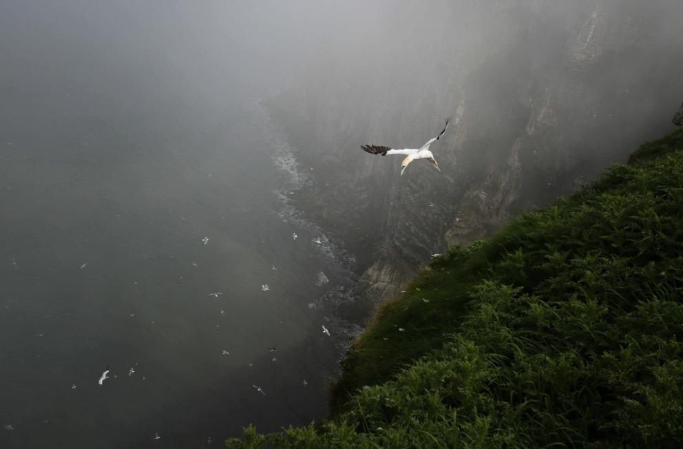 A ganner gliding over the edge of Bempton Cliffs in Yorkshire.