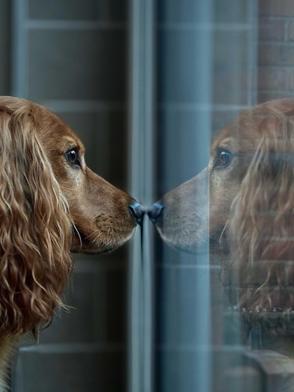 A dog staring through the window and you can see their reflection in the window glass.