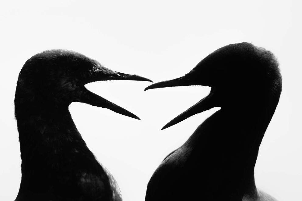 The silhouette of two guillemots head to head with each other.