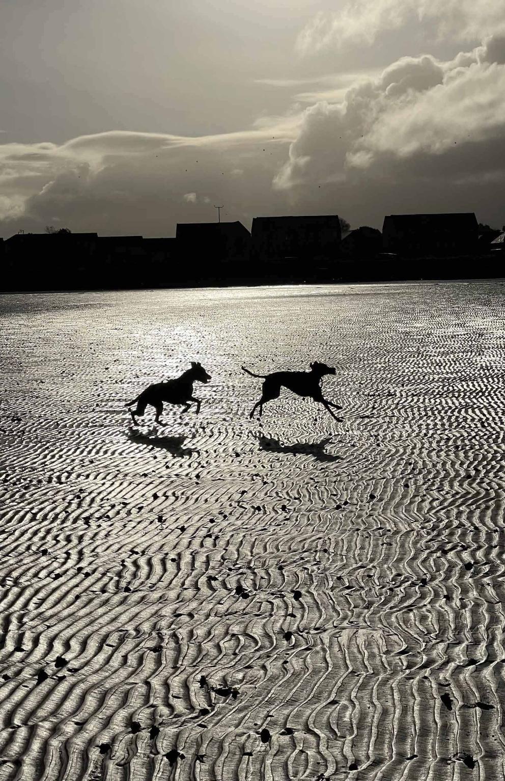 Two dogs running across the beach silhouetted against the sun.