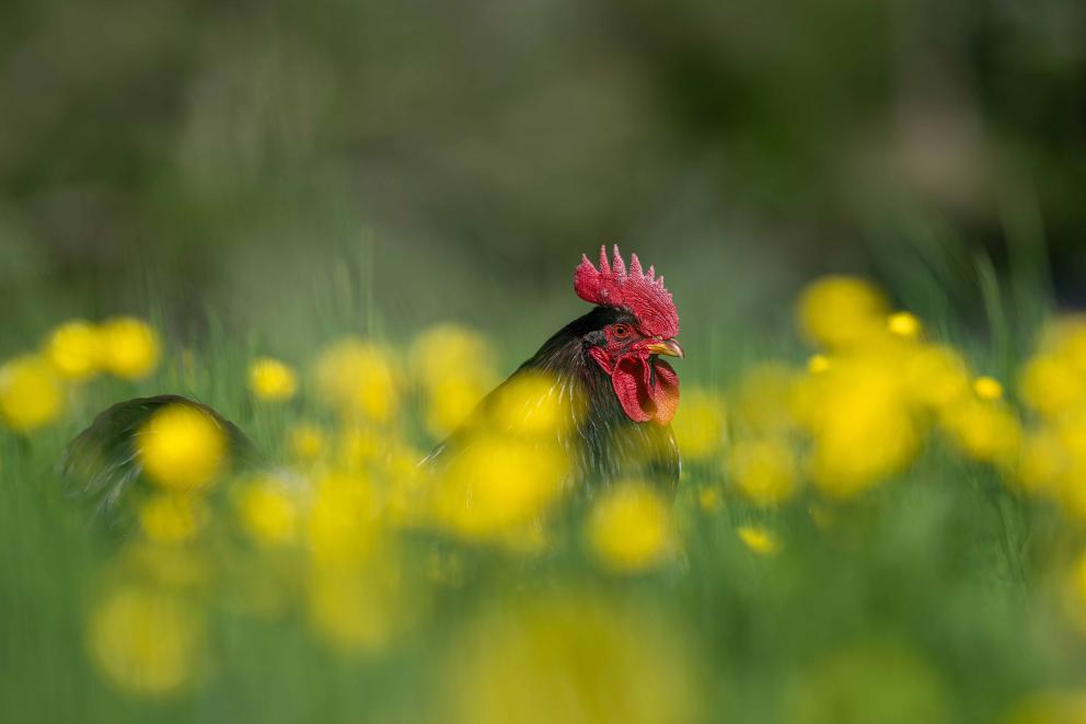 A chicken roaming through the flowers.