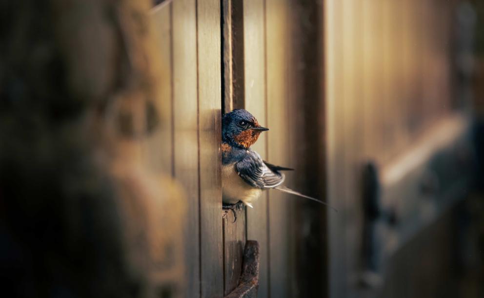 A family of swallows with heads peeking out of storage barns.