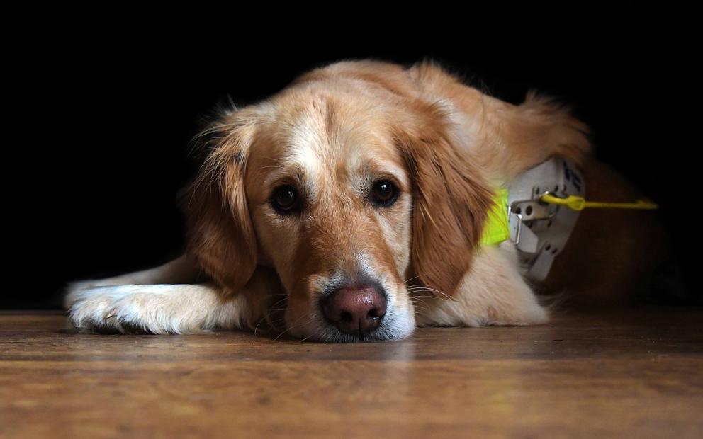 A young guide dog lying on the floor looking relaxed.