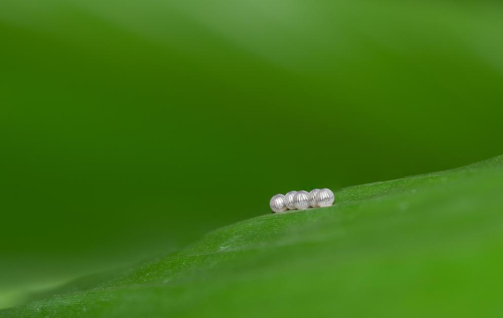 A row of tiny butterfly eggs on a green leaf.