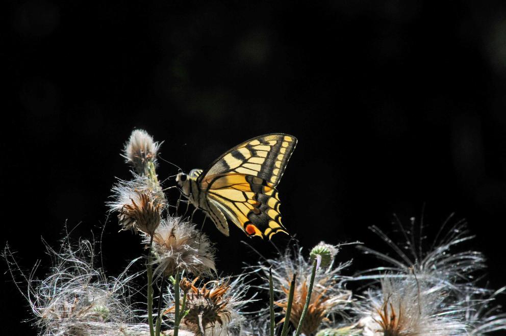 A close-up of a swallotail butterfly resting on a plant against a backdrop for dramatic effect.