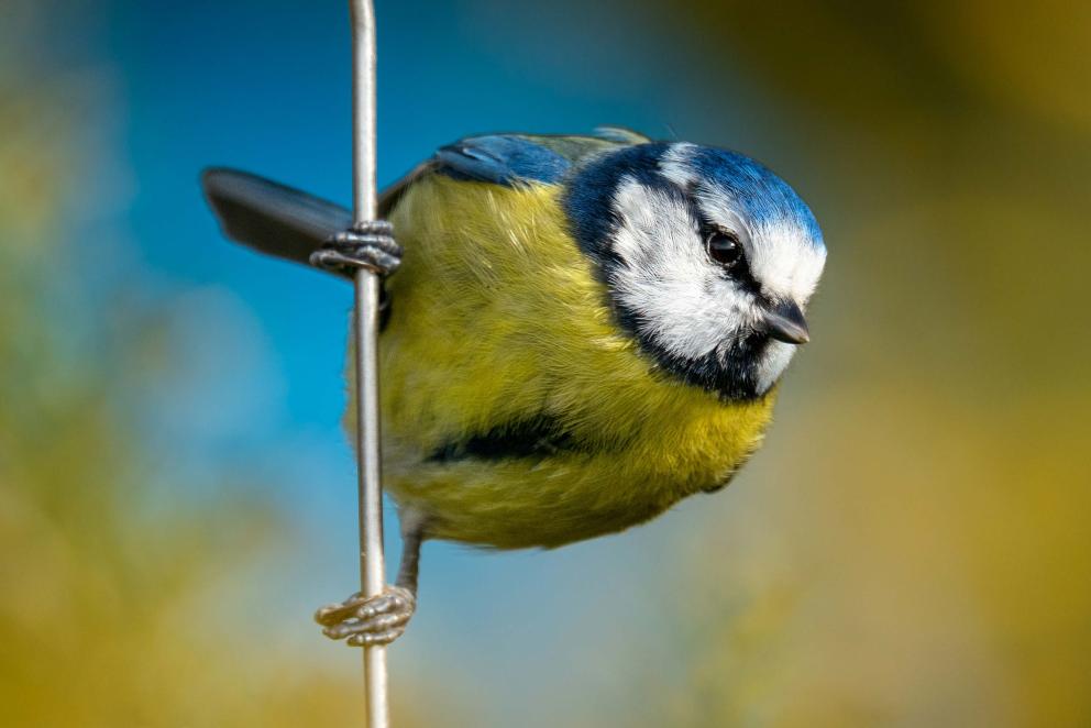 A close-up of a blue-tit on a gorse stem.