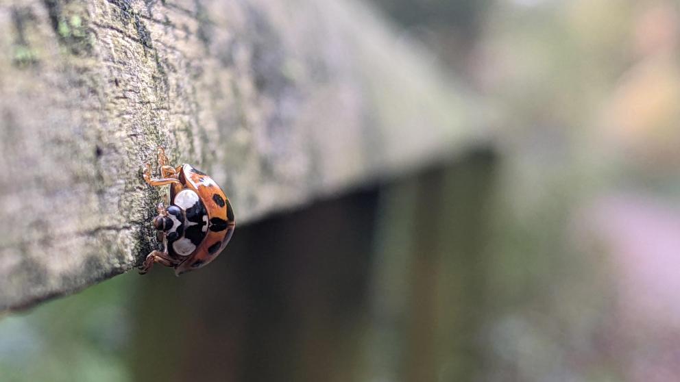 A ladybird crawling along a fence.