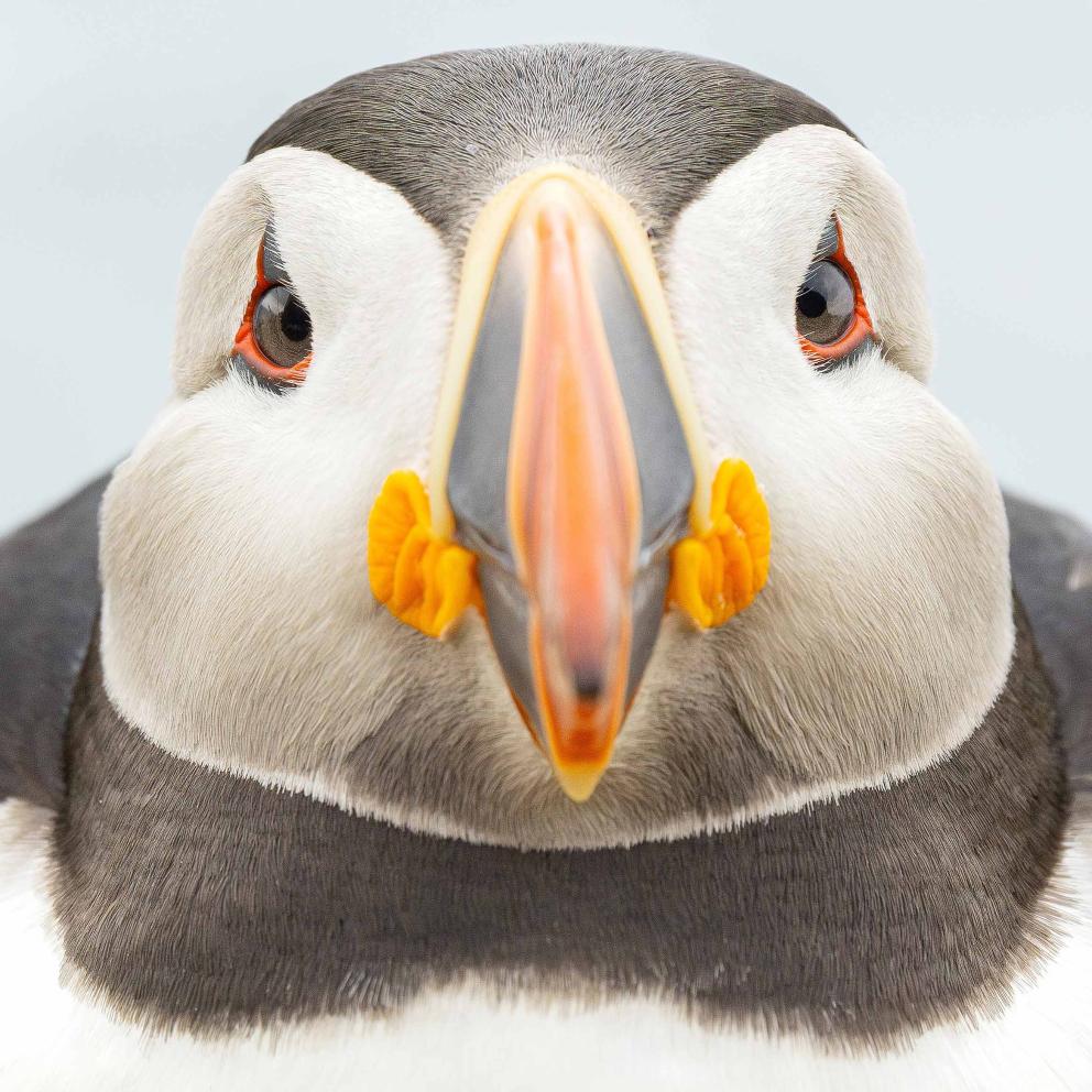 A close-up of a puffin's face and colourful beak.