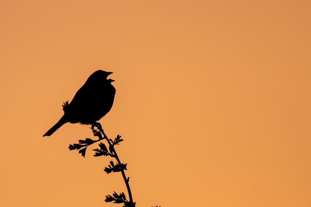 A corn bunting singing at dawn.