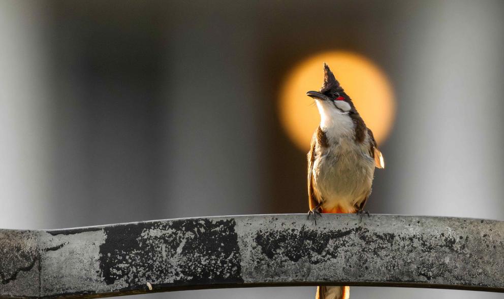 A red-whiskered bulbul perched on a metal railing at sunset.