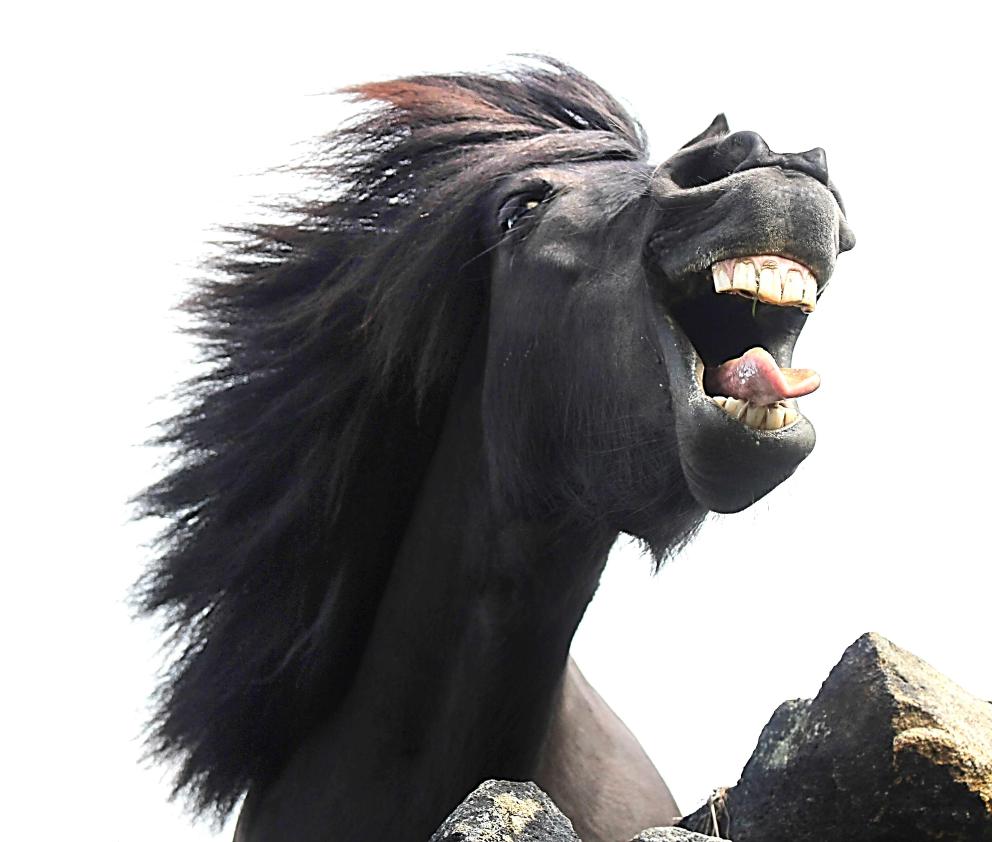 A close-up of a horse with mouth wide open and mane caught in the wind.