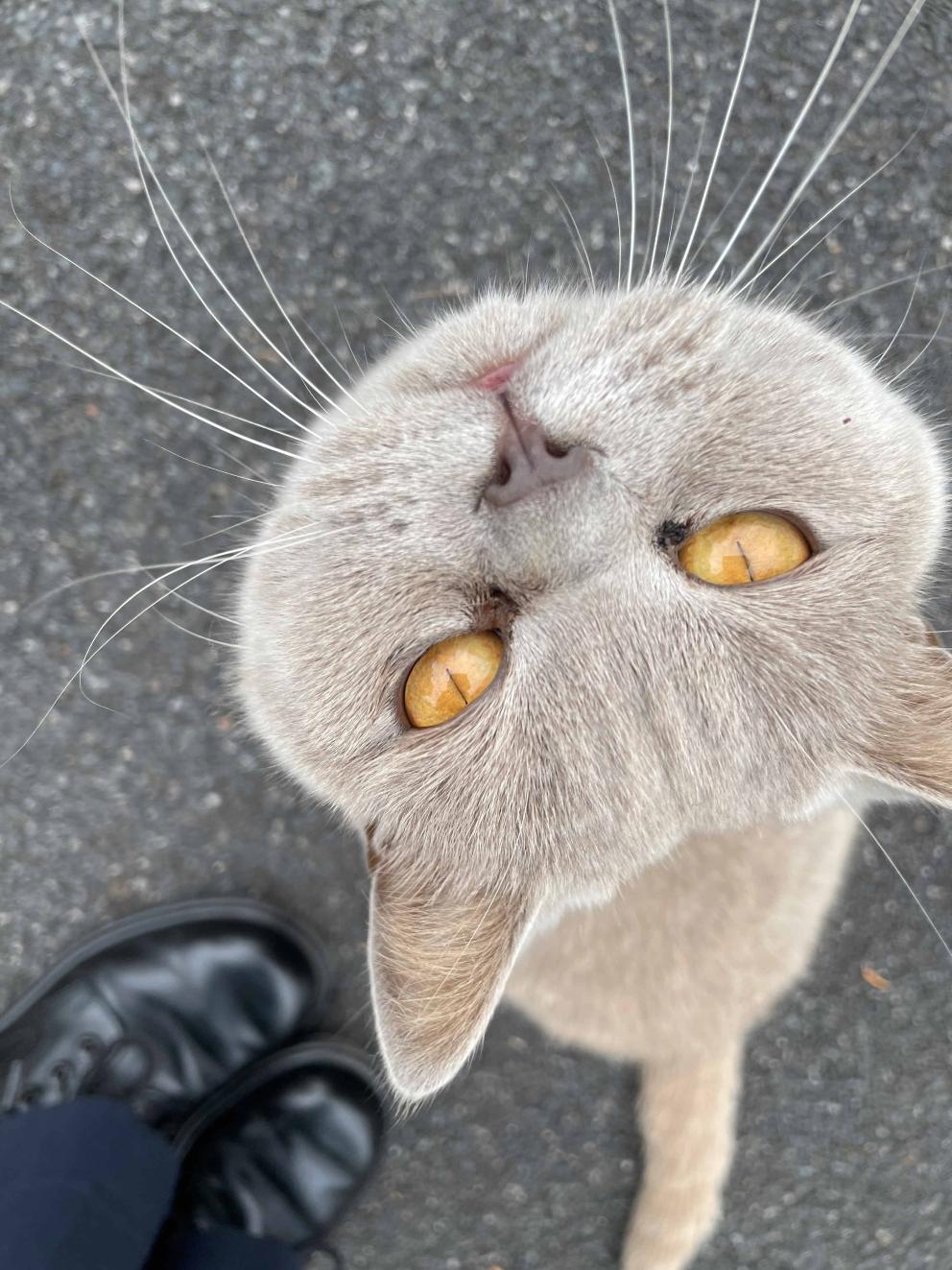 A grey cat looking up at the camera with their face and orange eyes.