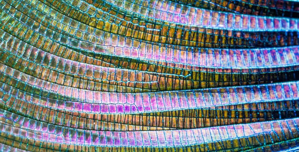 A close-up of the intricate wings of a damsel fly revealing all the colours.