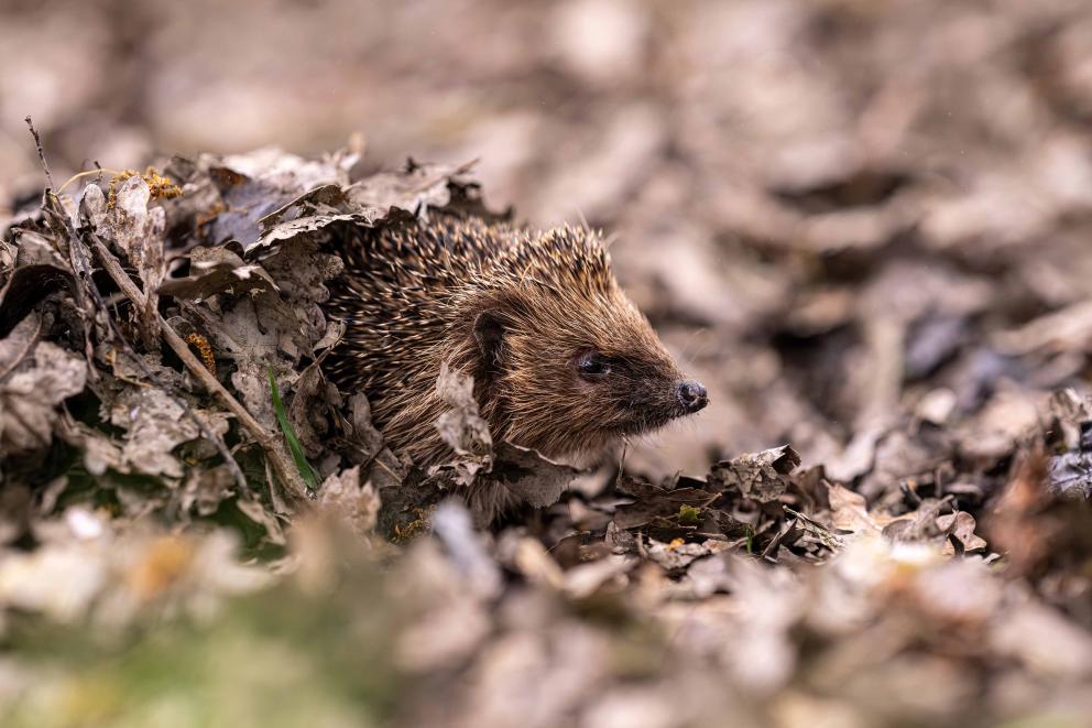 A hedgehog emerging from under a pile of autumn leaves.