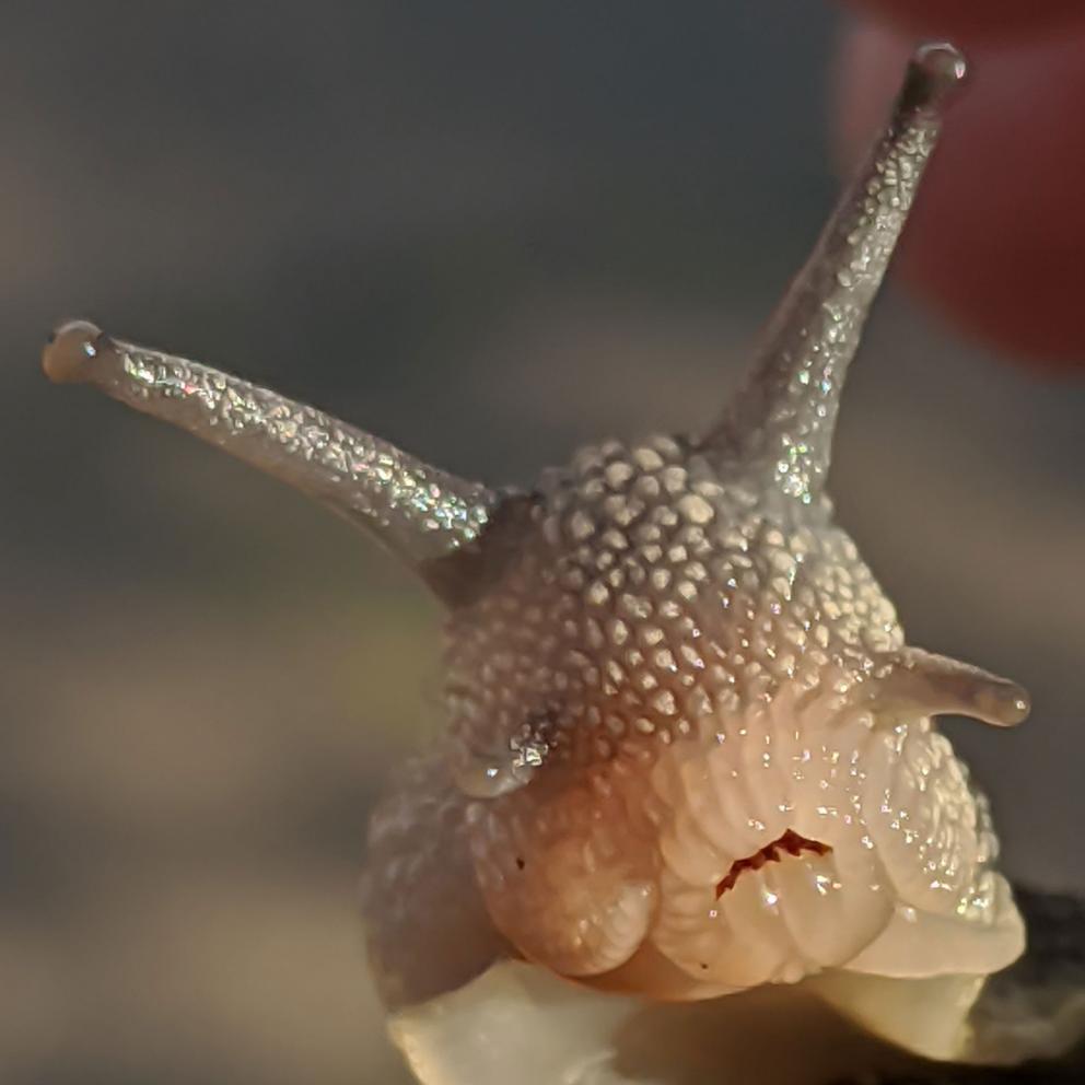 A close-up of a snail head on.